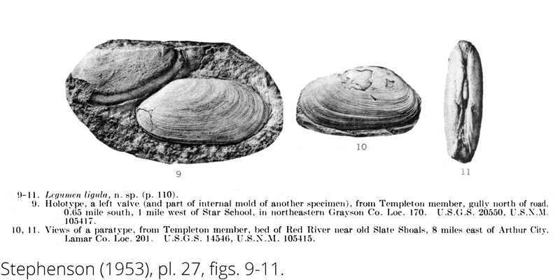 <i> Legumen ligula </i> from the Cenomanian Woodbine Fm. of Texas (Stephenson 1953).