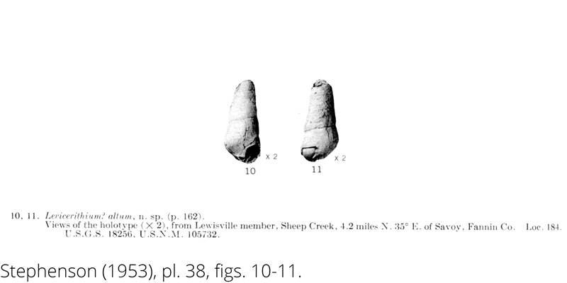 <i> Levicerithium altum </i> from the Cenomanian Woodbine Fm. of Texas (Stephenson 1953).