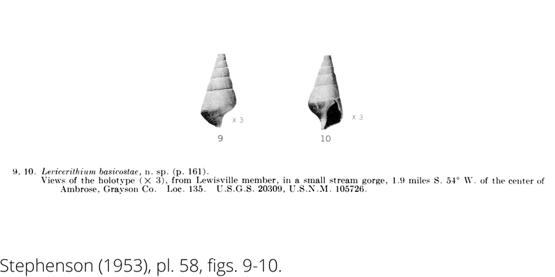 <i> Levicerithium basicostae </i> from the Cenomanian Woodbine Fm. of Texas (Stephenson 1953).