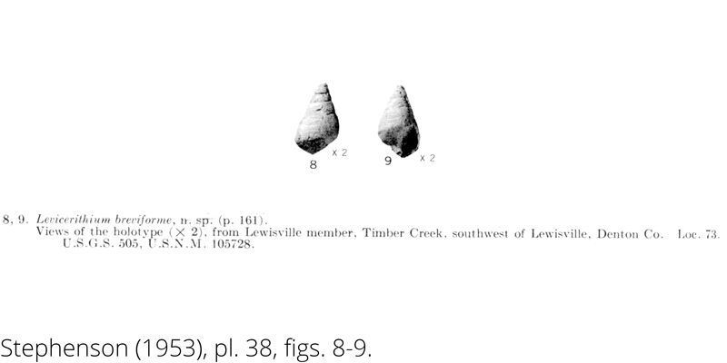 <i> Levicerithium breviforme </i> from the Cenomanian Woodbine Fm. of Texas (Stephenson 1953).