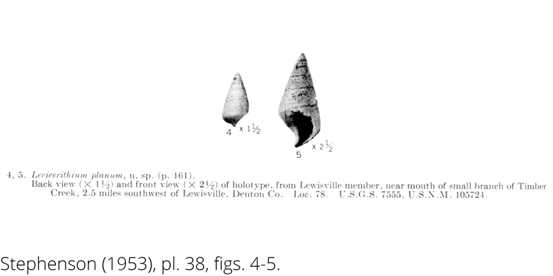 <i> Levicerithium planum </i> from the Cenomanian Woodbine Fm. of Texas (Stephenson 1953).