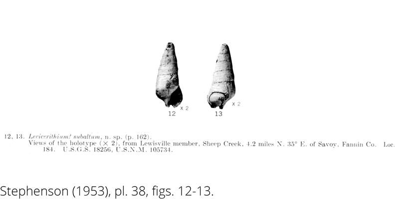 <i> Levicerithium subaltum </i> from the Cenomanian Woodbine Fm. of Texas (Stephenson 1953).