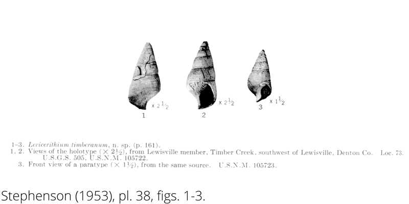 <i> Levicerithium timberanum </i> from the Cenomanian Woodbine Fm. of Texas (Stephenson 1953).