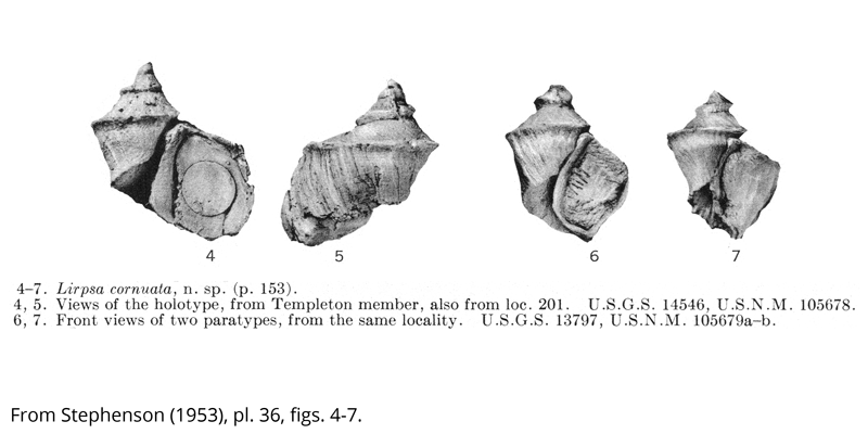 <i> Lirpsa cornuata </i> from the Cenomanian Woodbine Fm. of Texas (Stephenson 1953).