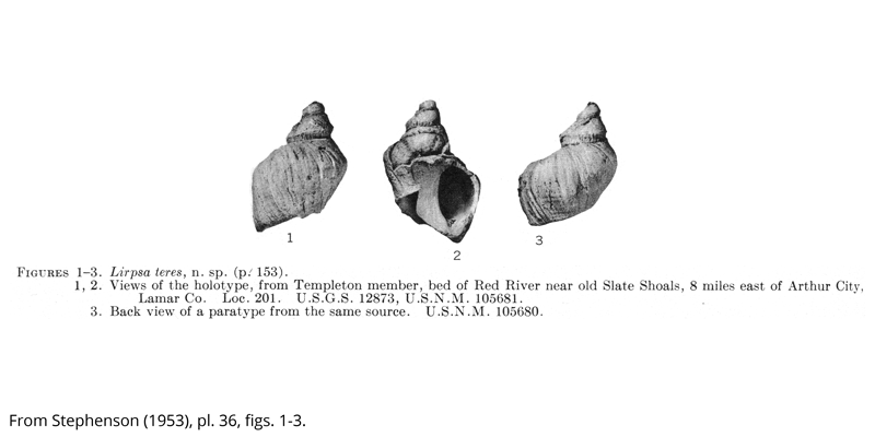 <i> Lirpsa teres </i> from the Cenomanian Woodbine Fm. of Texas (Stephenson 1953).