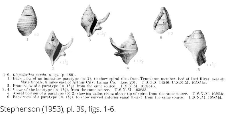 <i> Lispodesthes panda </i> from the Cenomanian Woodbine Fm. of Texas (Stephenson 1953).