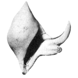 Lispodesthes patula