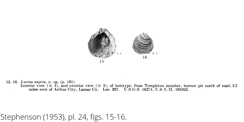 <i> Lucina aspera </i> from the Cenomanian Woodbine Fm. of Texas (Stephenson 1953).