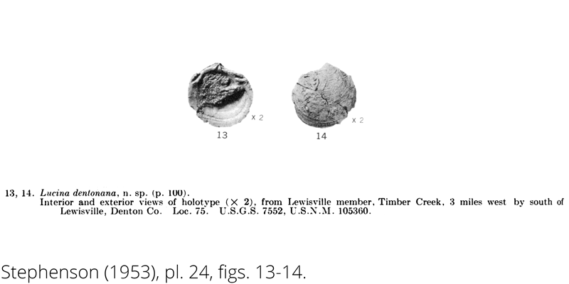 <i> Lucina dentonana </i> from the Cenomanian Woodbine Fm. of Texas (Stephenson 1953).