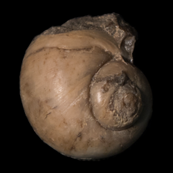 Lunatia subcrusa