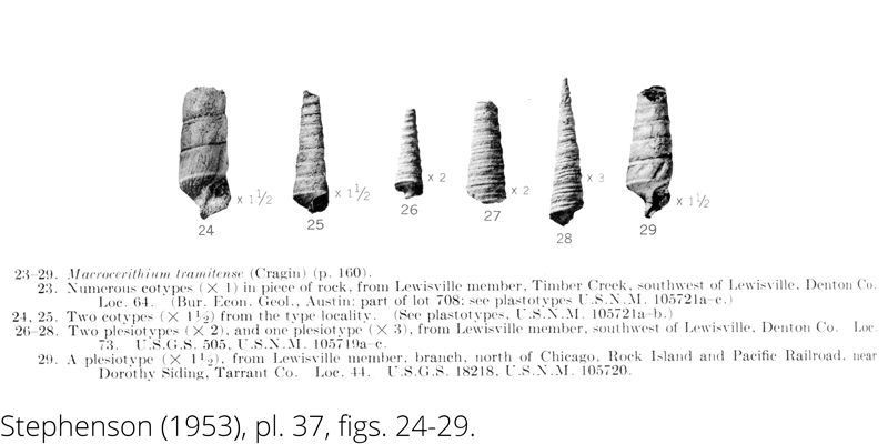 <i> Macrocerithium tramitense </i> from the Cenomanian Woodbine Fm. of Texas (Stephenson 1953).