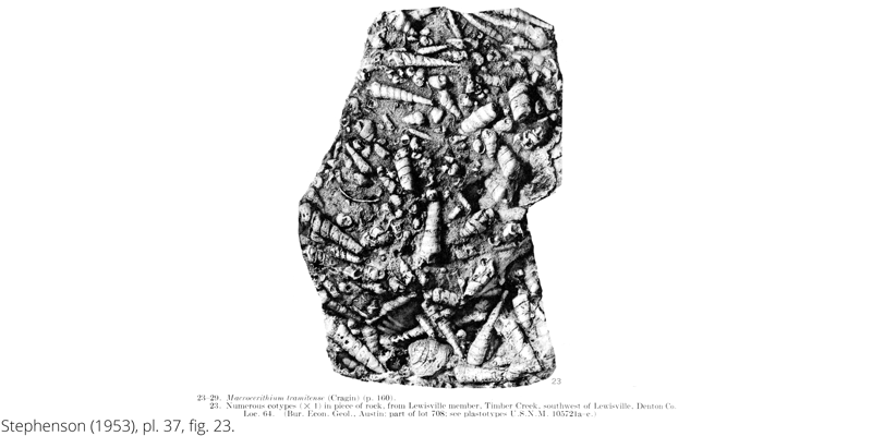 <i> Macrocerithium tramitense </i> from the Cenomanian Woodbine Fm. of Texas (Stephenson 1953).