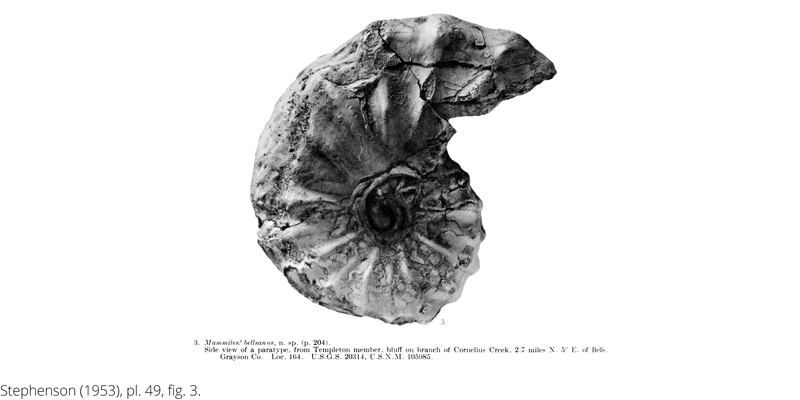 <i> Mammites bellsanus </i> from the Cenomanian Woodbine Fm. of Texas (Stephenson 1953).