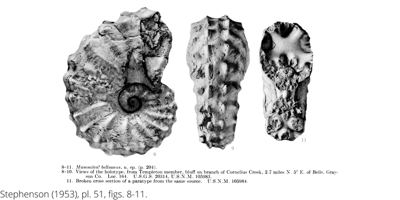 <i> Mammites bellsanus </i> from the Cenomanian Woodbine Fm. of Texas (Stephenson 1953).