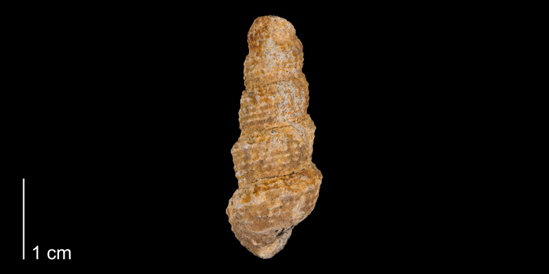 <i> Chemnitzia wyomingensis </i> from the Maastrichtian Fox Hills Fm. of Carbon County, Wyoming (YPM 339619).