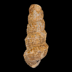 Chemnitzia wyomingensis