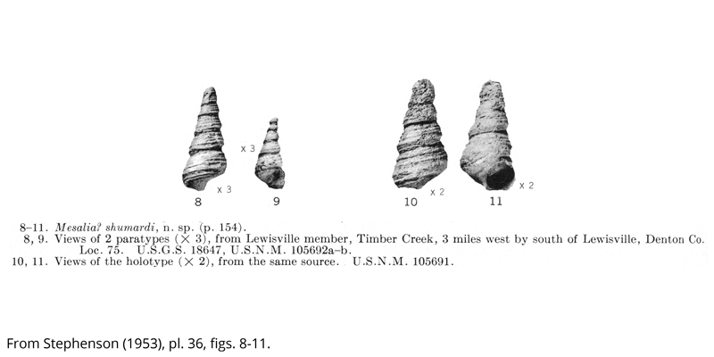 <i> Mesalia shumardi </i> from the Cenomanian Woodbine Fm. of Texas (Stephenson 1953).