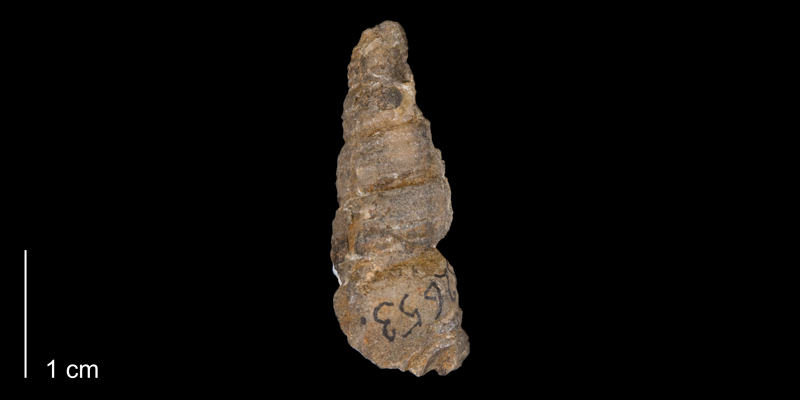 <i> Mesalia kansasensis </i> of Teton County, Wyoming (YPM 32653).