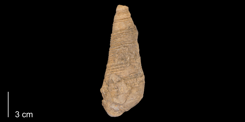 <i> Mesalia seriatim </i> from the Late Cretaceous Kiowa Shale of Kiowa County, Kansas (YPM 218979).