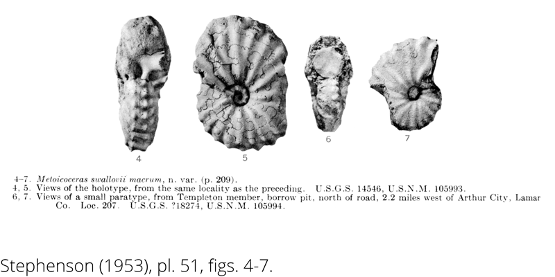 <i> Metoicoceras swallovi macrum </i> from the Cenomanian Woodbine Fm. of Texas (Stephenson 1953).