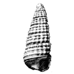 Cerithiopsidae