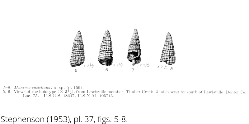 <i> Monroea castellana </i> from the Cenomanian Woodbine Fm. of Texas (Stephenson 1953).