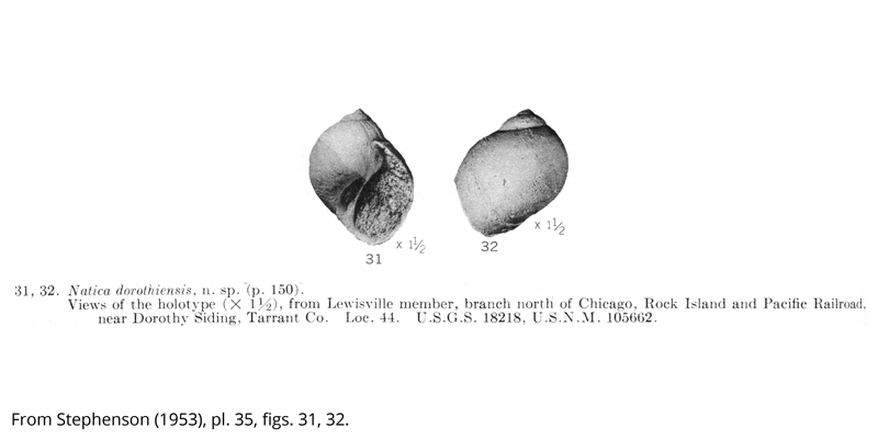 <i> Natica dorothiensis </i> from the Cenomanian Woodbine Fm. of Texas (Stephenson 1953).