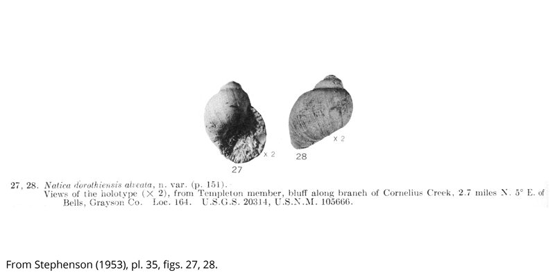 <i> Natica dorothiensis </i> from the Cenomanian Woodbine Fm. of Texas (Stephenson 1953).