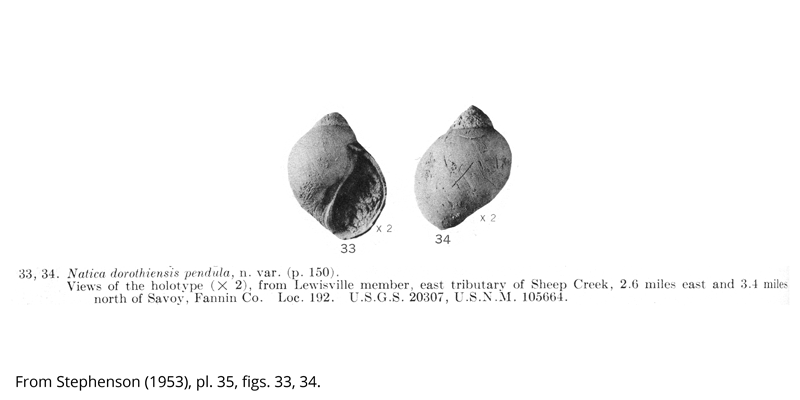 <i> Natica dorothiensis </i> from the Cenomanian Woodbine Fm. of Texas (Stephenson 1953).