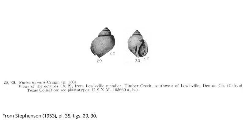 <i> Natica humilis </i> from the Cenomanian Woodbine Fm. of Texas (Stephenson 1953).