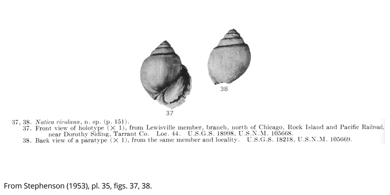 <i> Natica rivulana </i> from the Cenomanian Woobine Fm. of Texas (Stephenson 1953).