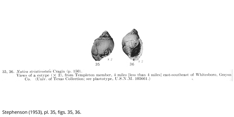 <i> Natica striaticostata </i> from the Cenomanian Woodbine Fm. of Texas (Stephenson 1953).