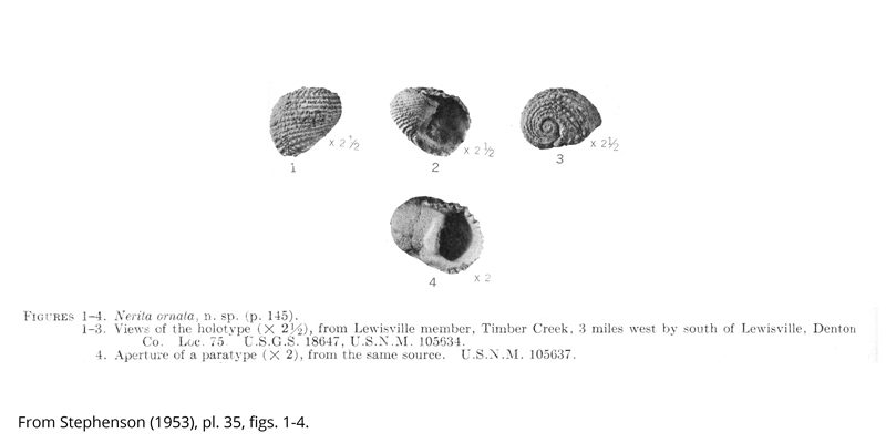 <i> Nerita ornata </i> from the Cenomanian Woodbine Fm. of Texas (Stephenson, 1953).