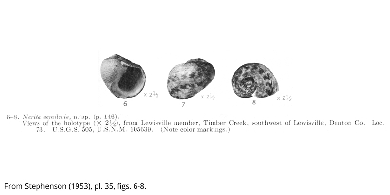 <i> Nerita semilevis </i> from the Cenomanian Woodbine Fm. of Texas (Stephenson 1953).
