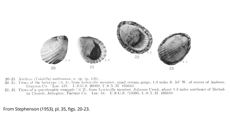 <i> Neritina ambrosana </i> from the Cenomanian Woodbine Fm. of Texas (Stephenson 1953).