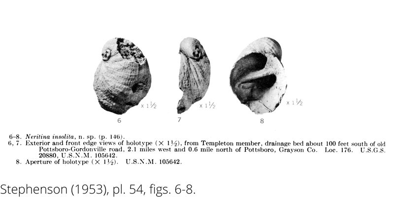 <i> Neritina insolita </i> from the Cenomanian Woodbine Fm. of Texas (Stephenson 1953).