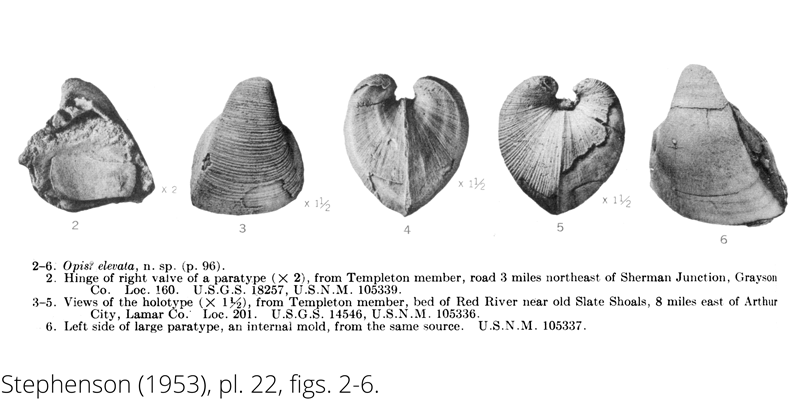 <i> Opis elevata </i> from the Cenomanian Woodbine Fm. of Texas (Stephenson 1953).