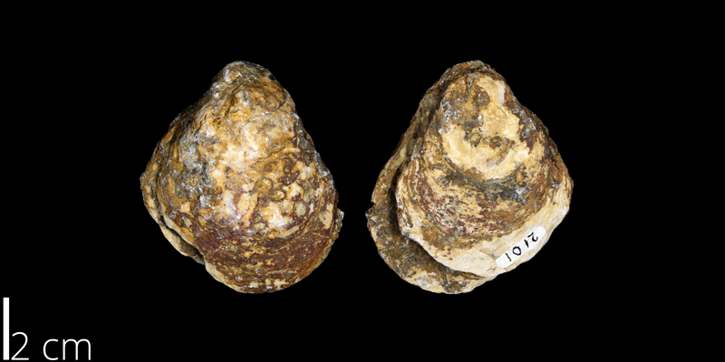 <i> Ostrea soleniscus </i> from the Campanian Woodbine Fm. of Tarrant County, Texas (UNM 2101).