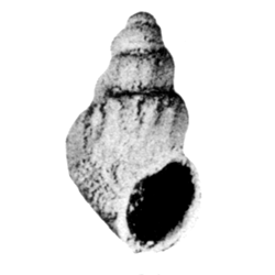 Paladmete turbiformis