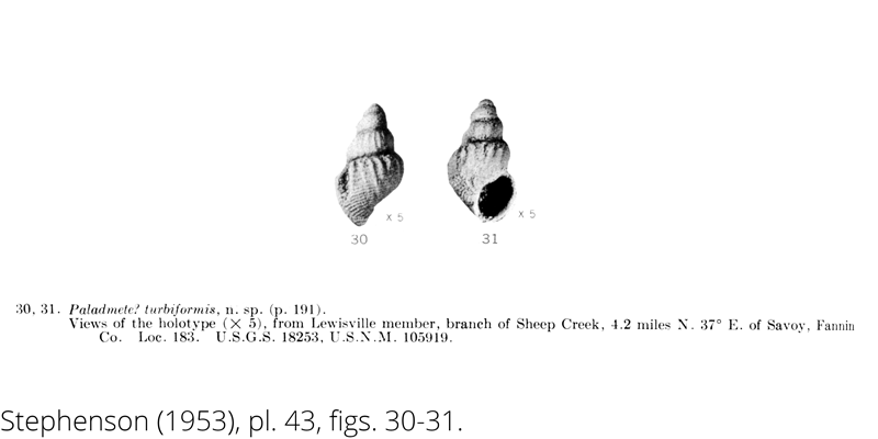 <i> Paladmete turbiformis </i> from the Cenomanian Woodbine Fm. of Texas (Stephenson 1953).