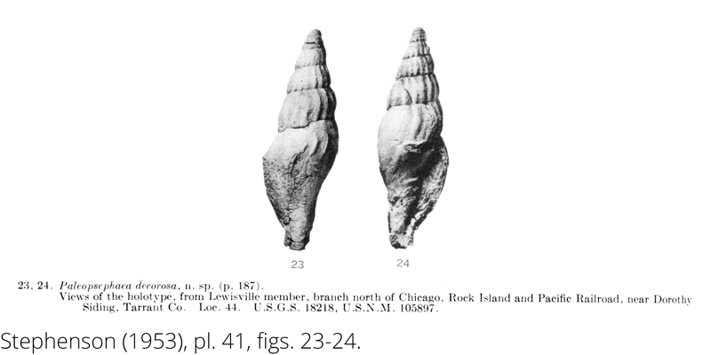 <i> Paleopsephaea decorosa </i> from the Cenomanian Woodbine Fm. of Texas (Stephenson 1953).