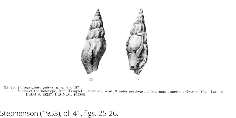 <i> Paleopsephaea patens </i> from the Cenomanian Woodbine Fm. of Texas (Stephenson 1953).