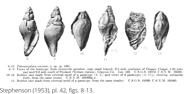 <i> Paleopsephaea sinuosa </i> from the Cenomanian Woodbine Fm. of Texas (Stephenson 1953).