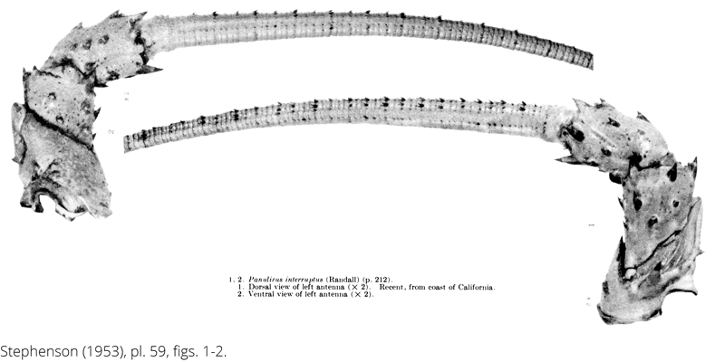 <i> Panulirus interruptus </i> from the Cenomanian Woodbine Fm. of Texas (Stephenson 1953).