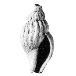 Parvivoluta venusta