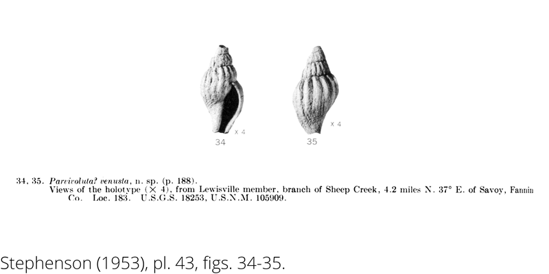 <i> Parvivoluta venusta </i> from the Cenomanian Woodbine Fm. of Texas (Stephenson 1953).