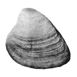 Pharodina ferrana