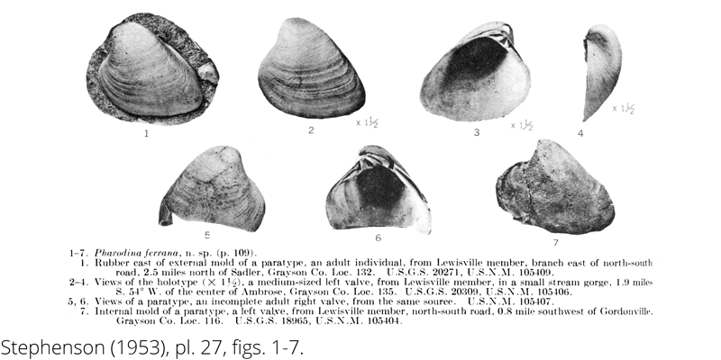 <i> Pharodina ferrana </i> from the Cenomanian Woodbine Fm. of Texas (Stephenson 1953).