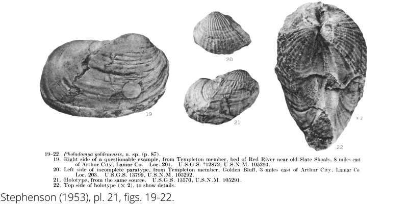 <i> Pholadomya goldenensis </i> from the Cenomanian Woodbine Fm. of Texas