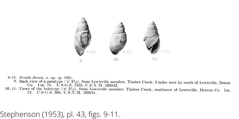 <i> Pirsila decora </i> from the Cenomanian Woodbine Fm. of Texas (Stephenson 1953).